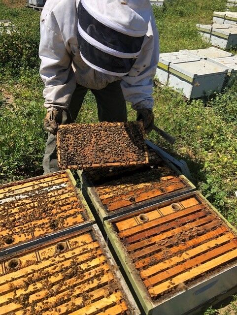 Sweet Bee Honey Company
